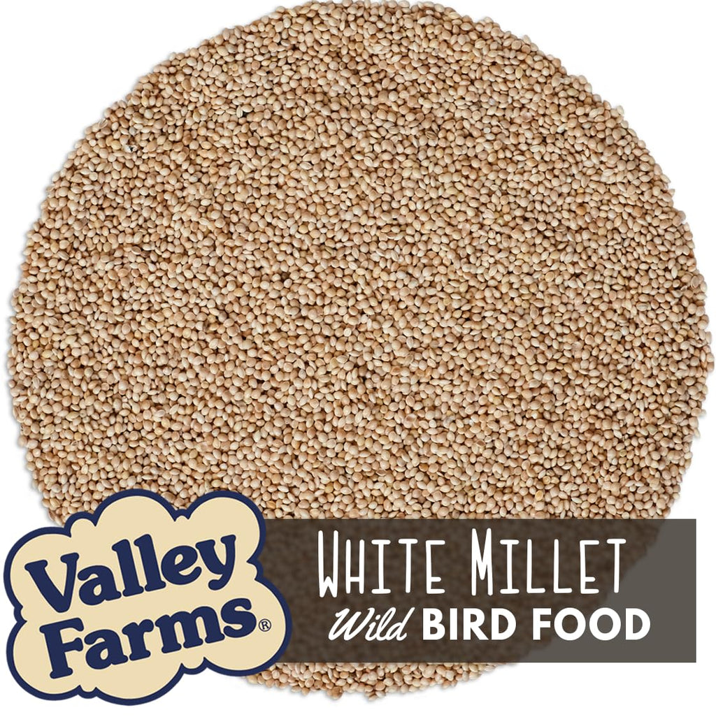 White Millet Wild Bird Seed 20 LB B5189