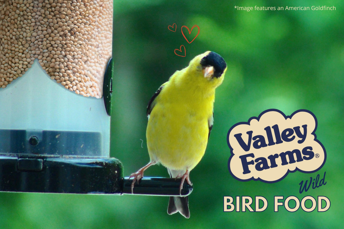 White Millet Wild Bird Seed 20 LB B5189