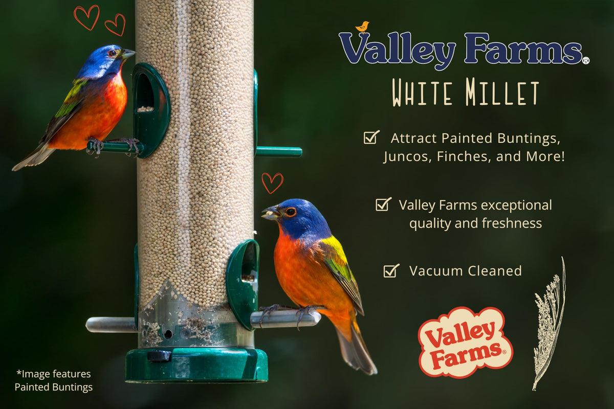 White Millet Wild Bird Seed 20 LB B5189