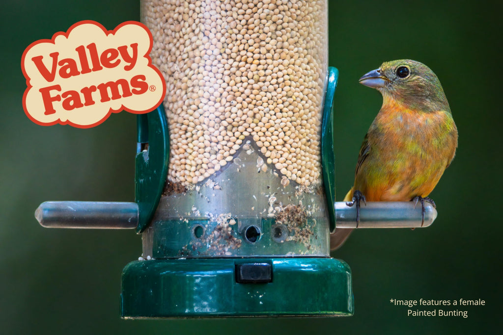 White Millet Wild Bird Seed 20 LB B5189